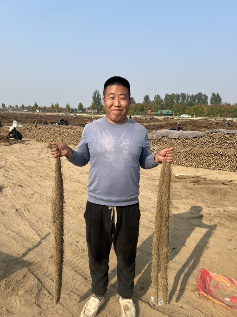 产地直发：双棒大货二路都有量大优惠欢迎老板私聊