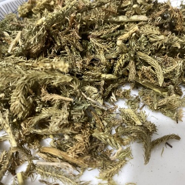 伸筋草干货颜色好质量保证一件代发