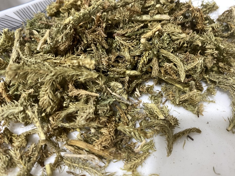 伸筋草干货颜色好质量保证一件代发