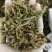 伸筋草干货颜色好质量保证一件代发
