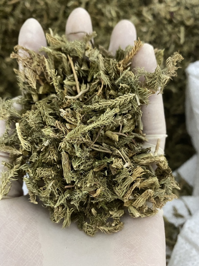 伸筋草干货颜色好质量保证一件代发