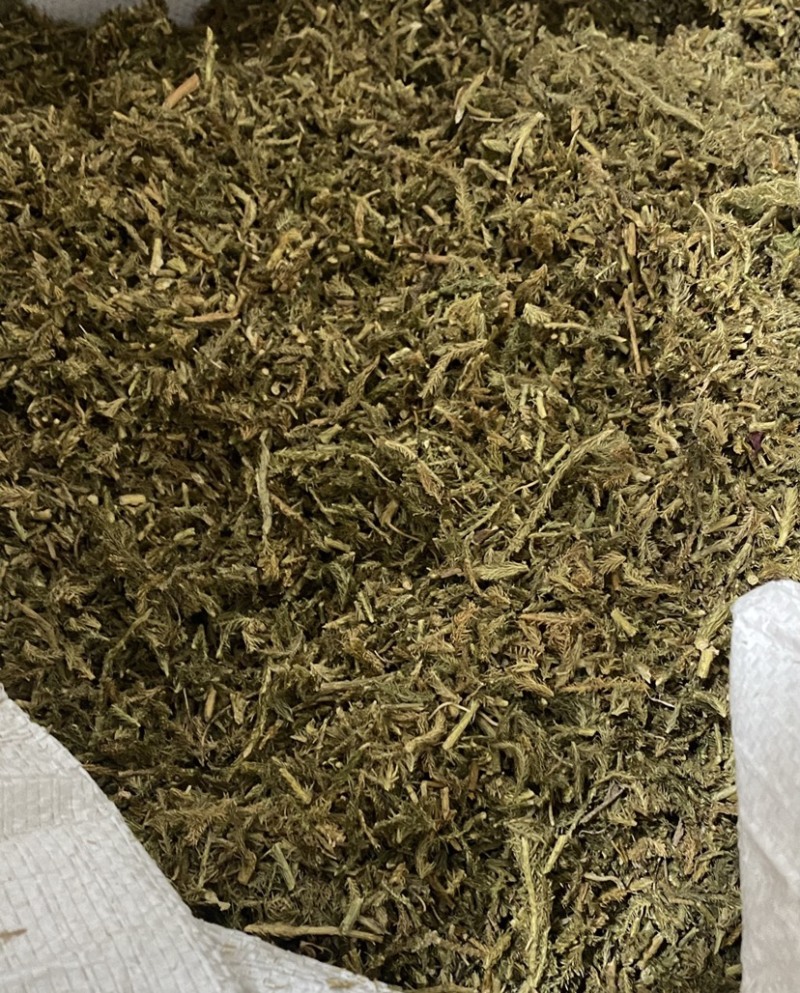伸筋草干货颜色好质量保证一件代发