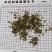 伸筋草干货颜色好质量保证一件代发