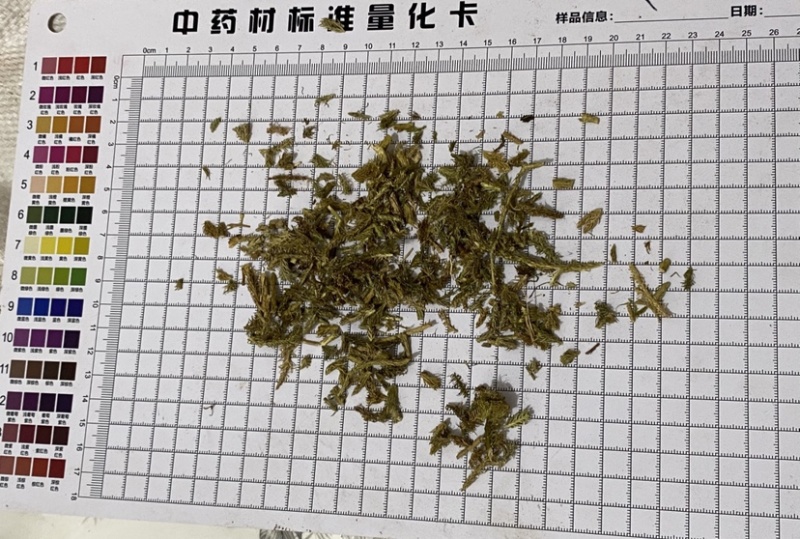 伸筋草干货颜色好质量保证一件代发