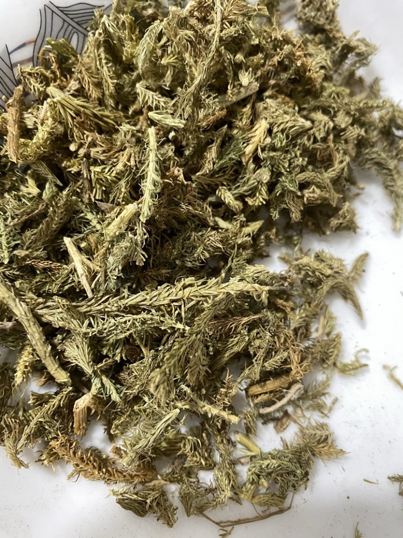 伸筋草干货颜色好质量保证一件代发