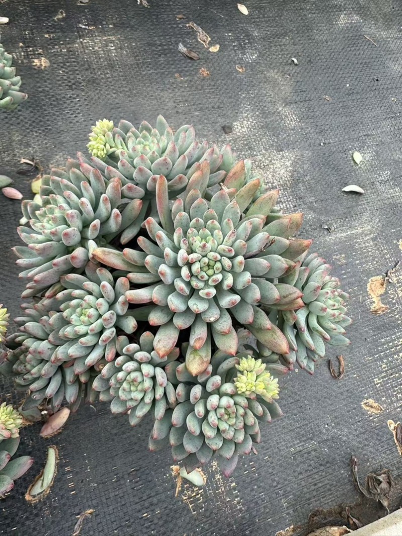 蓝苹果120规格