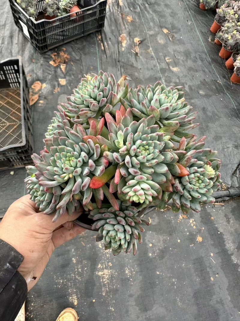 蓝苹果120规格