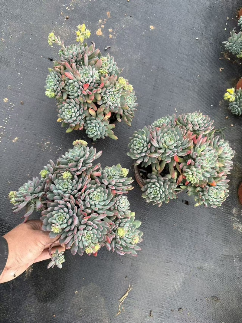 蓝苹果120规格