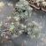 蓝苹果120规格