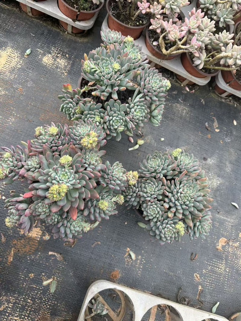蓝苹果120规格