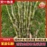 包邮云南紫皮基地直销胶质好11月份后颜色偏紫