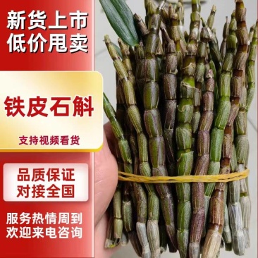包邮价新鲜现剪铁皮石斛基地直发量大从优