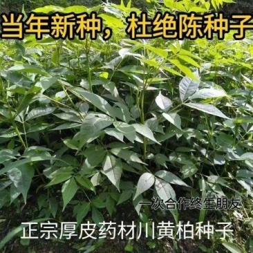 当季新种正宗厚皮川黄柏种子药材黄柏厚皮种子黄檗树种子