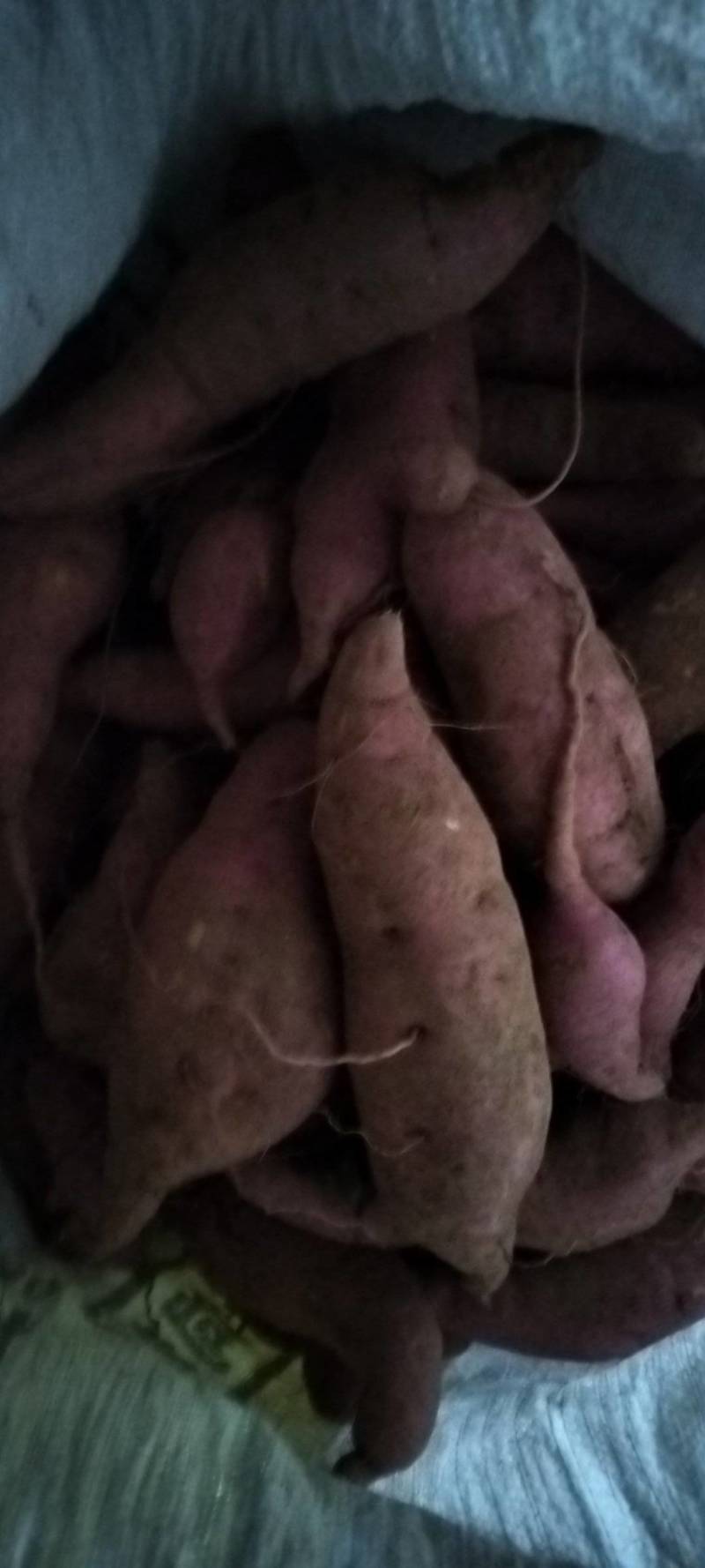农户自产自销的红薯18可供电商，工厂筛地瓜干，