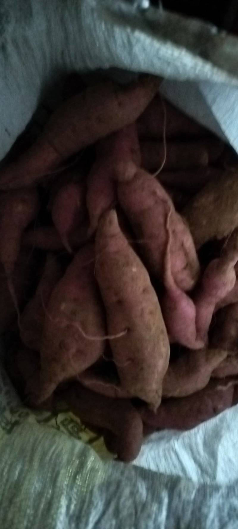 农户自产自销的红薯18可供电商，工厂筛地瓜干，