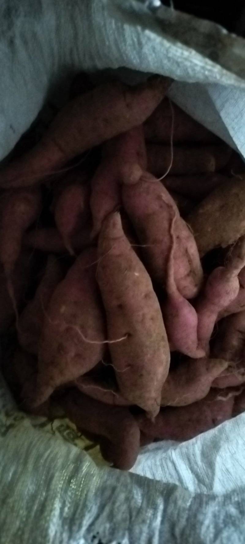 农户自产自销的红薯18可供电商，工厂筛地瓜干，