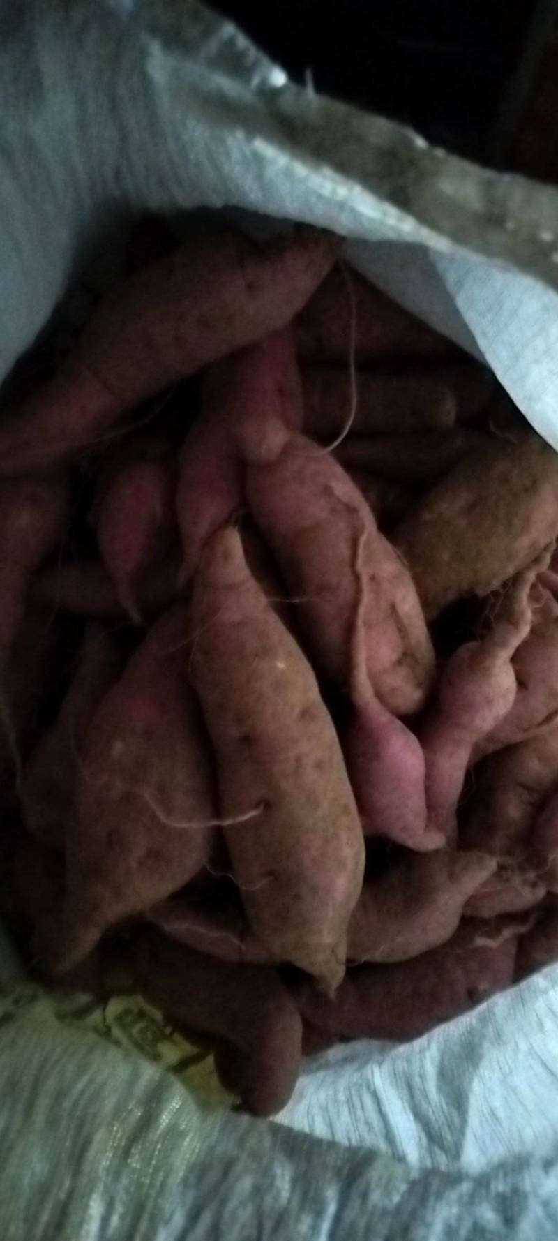 农户自产自销的红薯18可供电商，工厂筛地瓜干，
