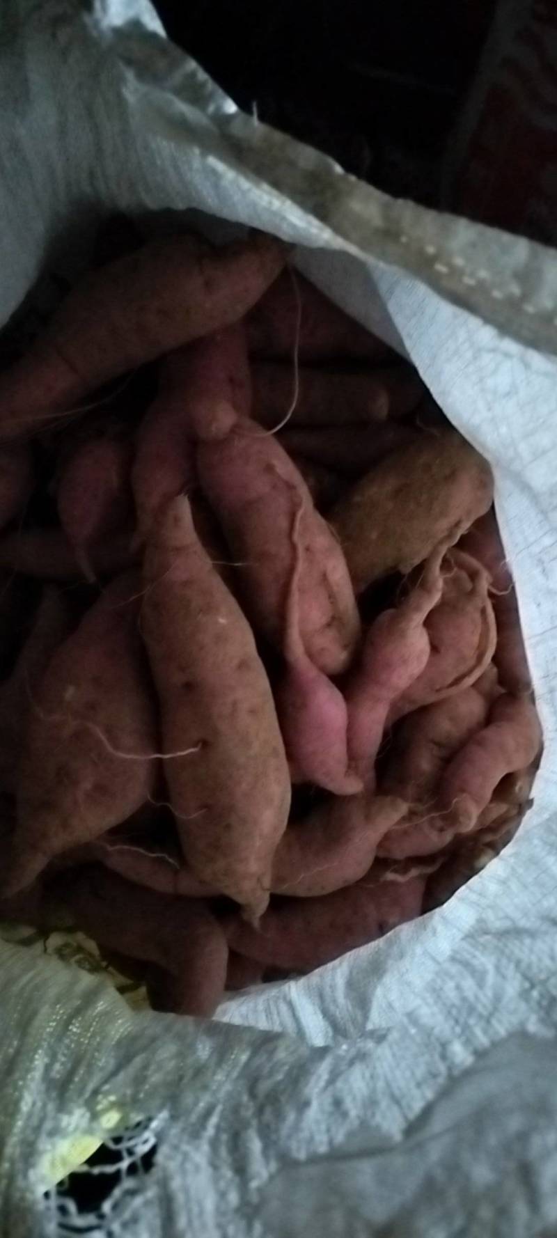 农户自产自销的红薯18可供电商，工厂筛地瓜干，