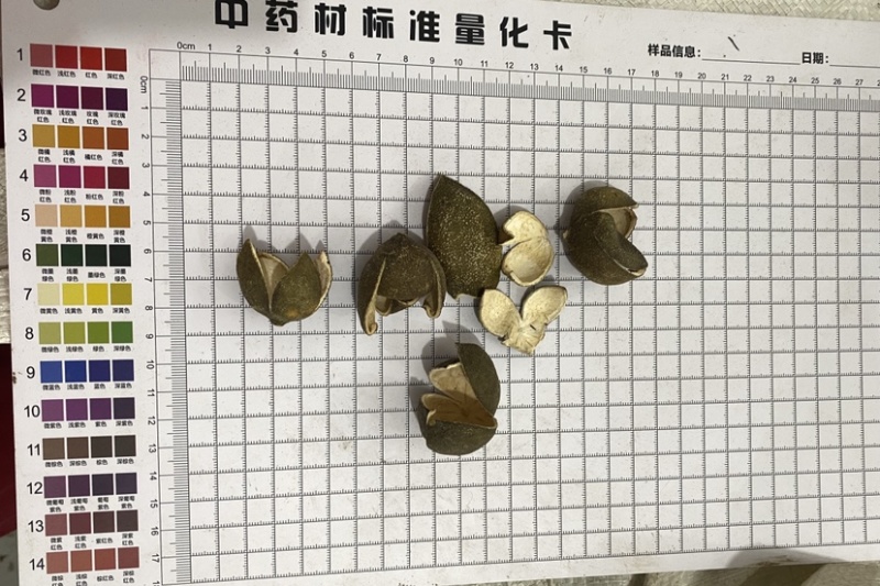四花青皮青皮统个现货供应一件代发