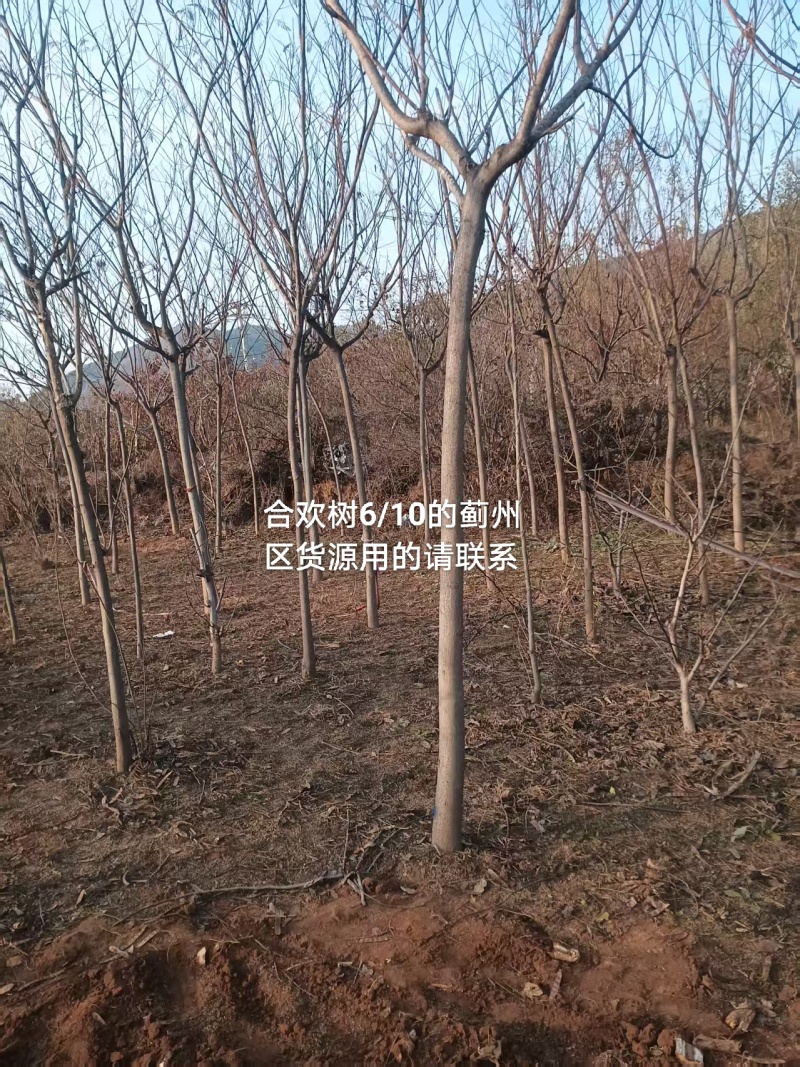 合欢树也叫绒花树