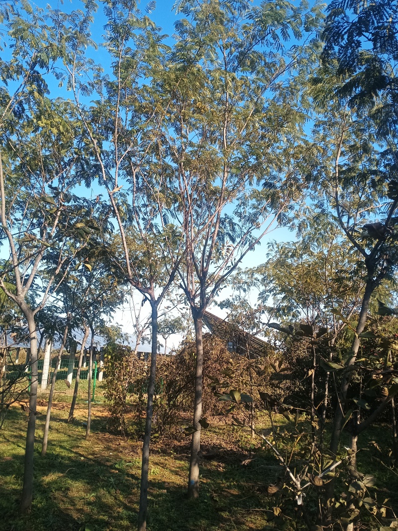 合欢树也叫绒花树