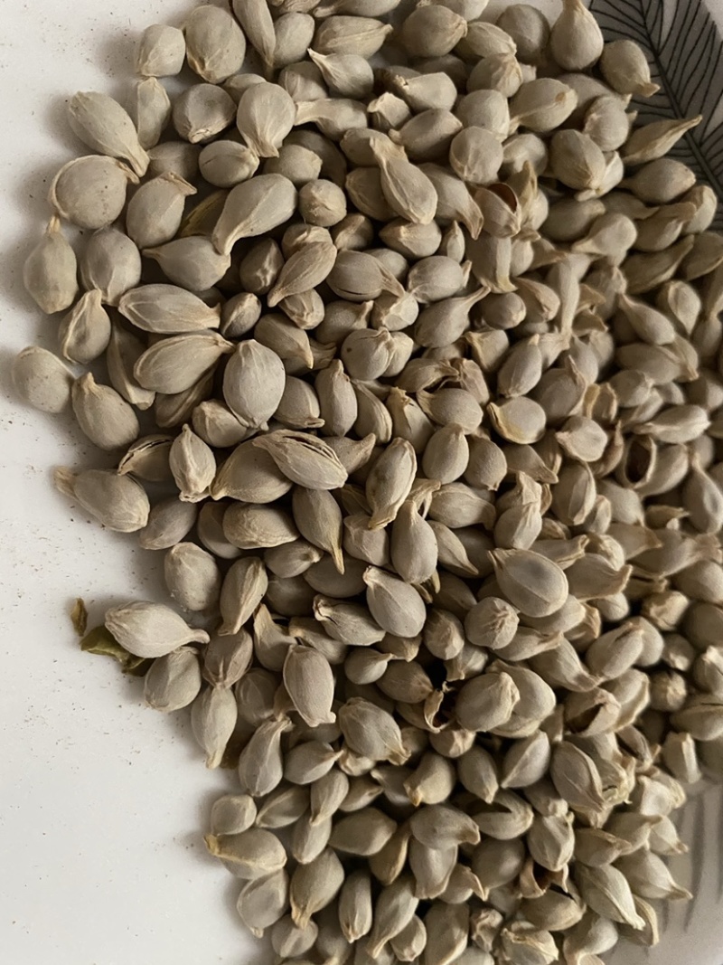 橘核橘子籽粒粒饱满一件代发质量保证