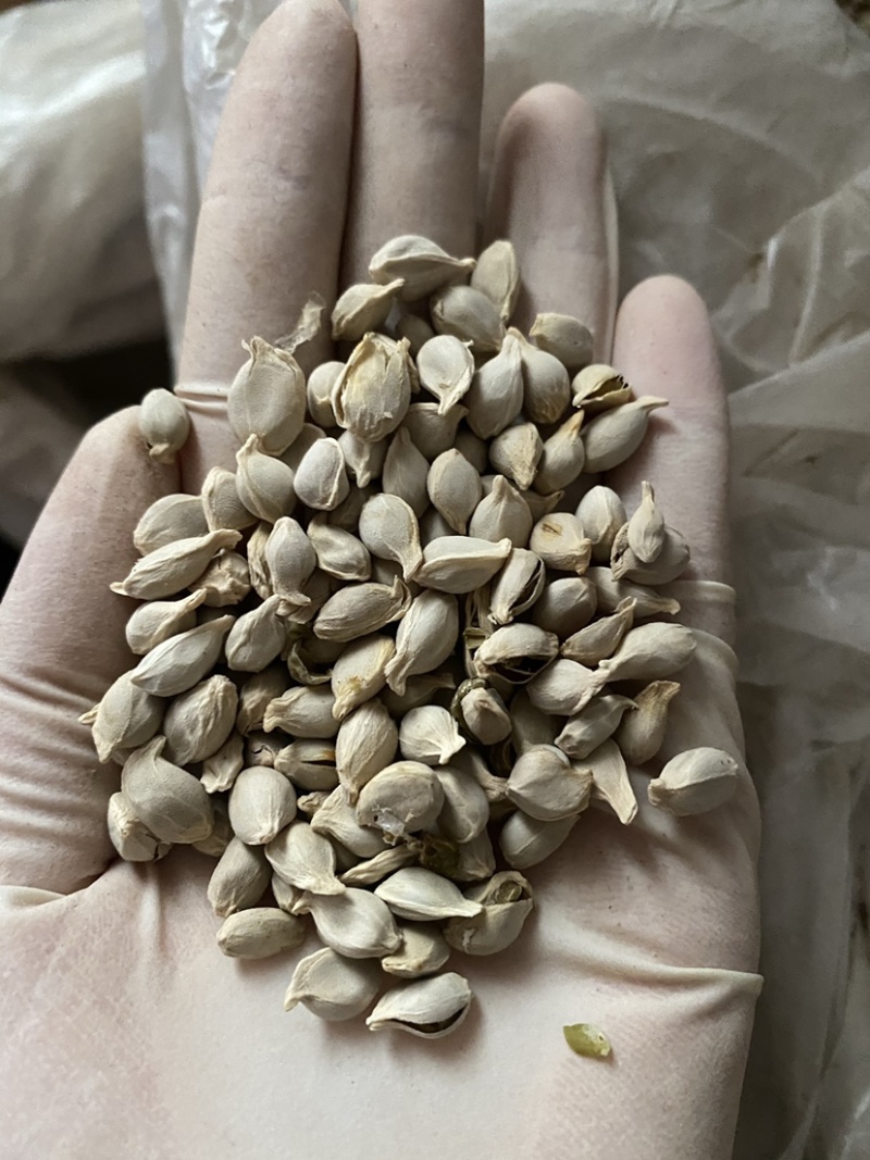 橘核橘子籽粒粒饱满一件代发质量保证