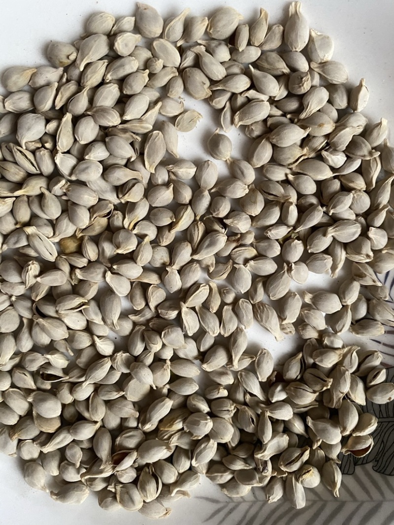 橘核橘子籽粒粒饱满一件代发质量保证