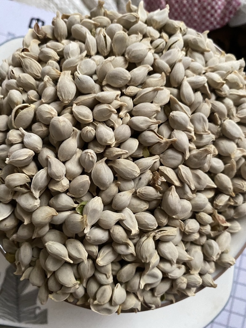 橘核橘子籽粒粒饱满一件代发质量保证