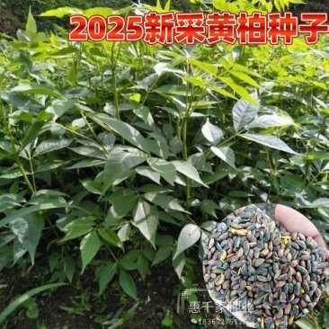 新采黄柏种子黄檗元柏黄菠萝绿化行道林木苗木树种