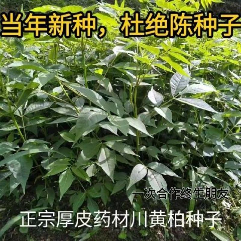 新采黄柏种子黄檗元柏黄菠萝绿化行道林木苗木树种