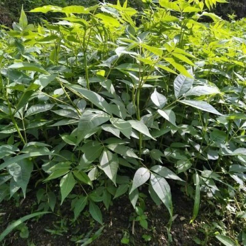 新采黄柏种子黄檗元柏黄菠萝绿化行道林木苗木树种