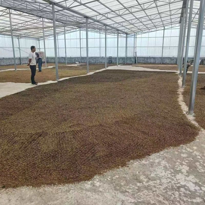 新采黄柏种子黄檗元柏黄菠萝绿化行道林木苗木树种