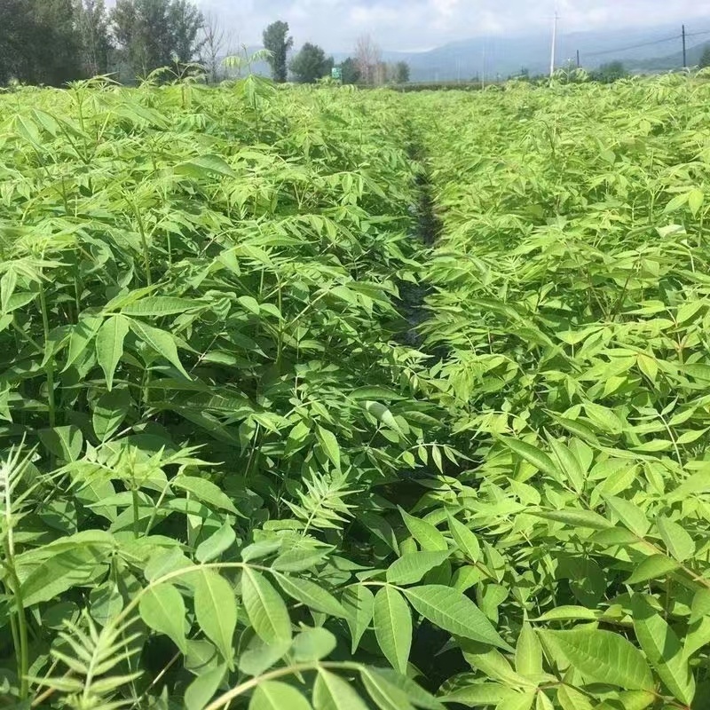 新采黄柏种子黄檗元柏黄菠萝绿化行道林木苗木树种