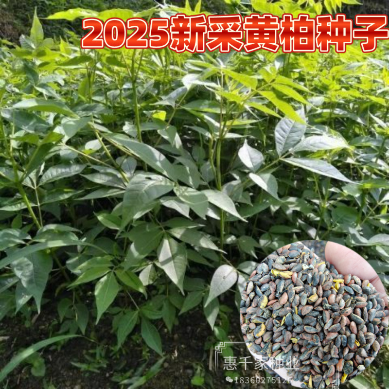 新采黄柏种子黄檗元柏黄菠萝绿化行道林木苗木树种