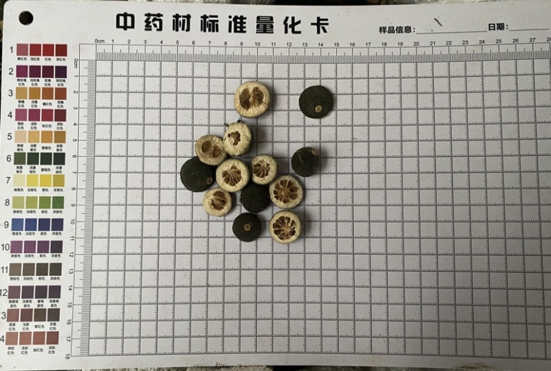 枳实一件代发质量保证今年新货
