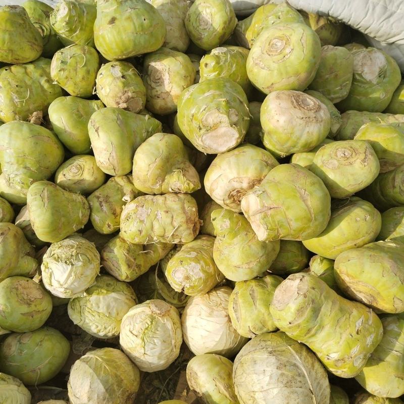 腌菜凉拌球茎苤蓝