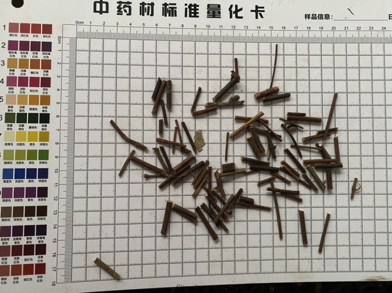 钩藤不含钩一件代发
