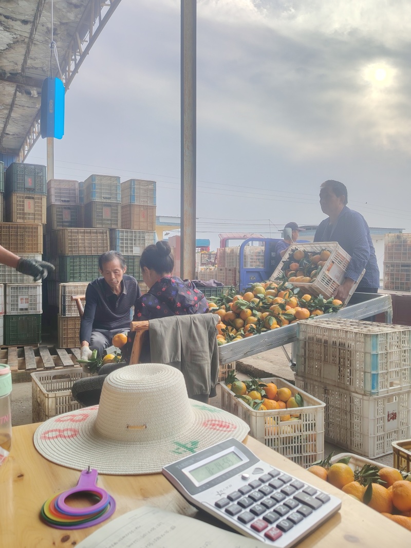 丑橘一件代发