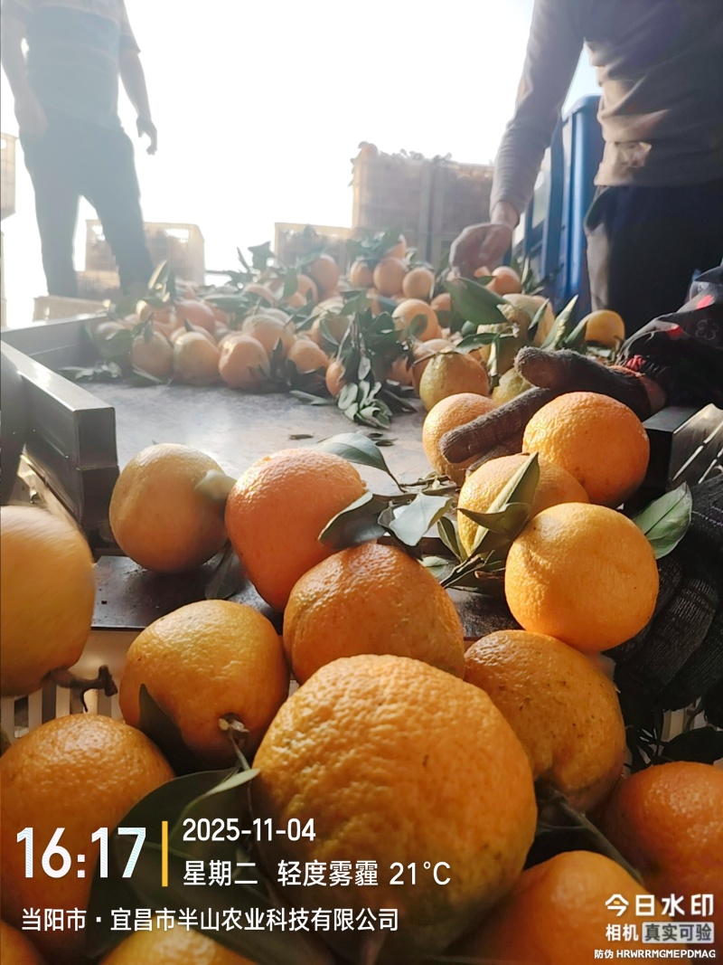 丑橘一件代发