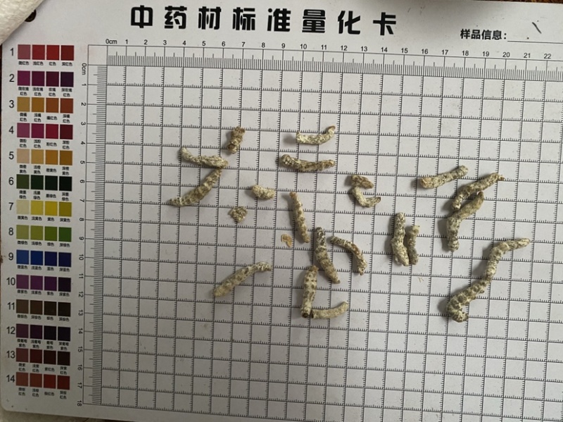 僵蚕白僵蚕