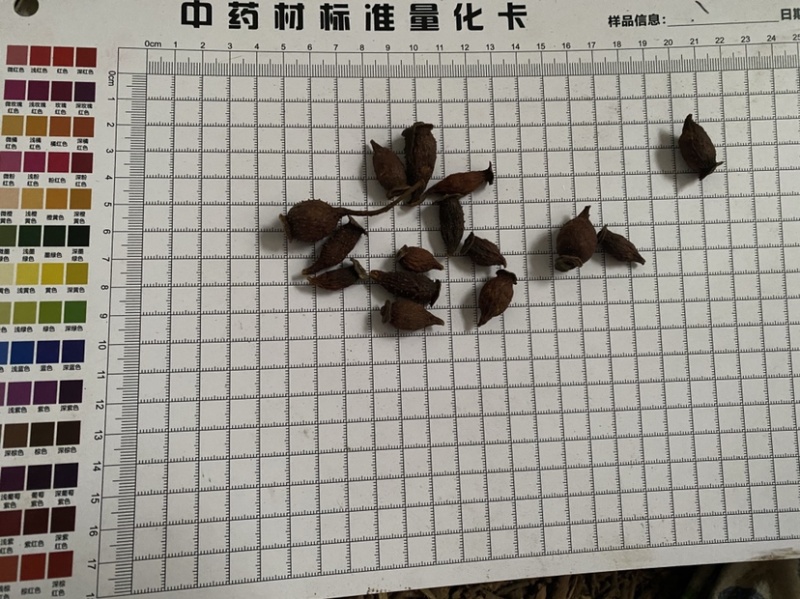 金樱子