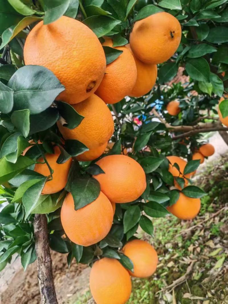 精品小叶橘出口俄罗斯。大量共货中。