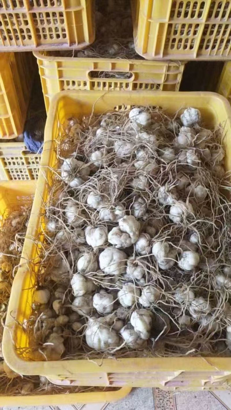 百合种球出售，量大从优