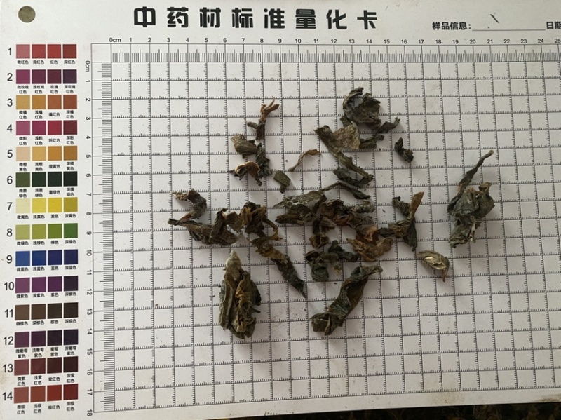 昆布干净无杂质一件代发
