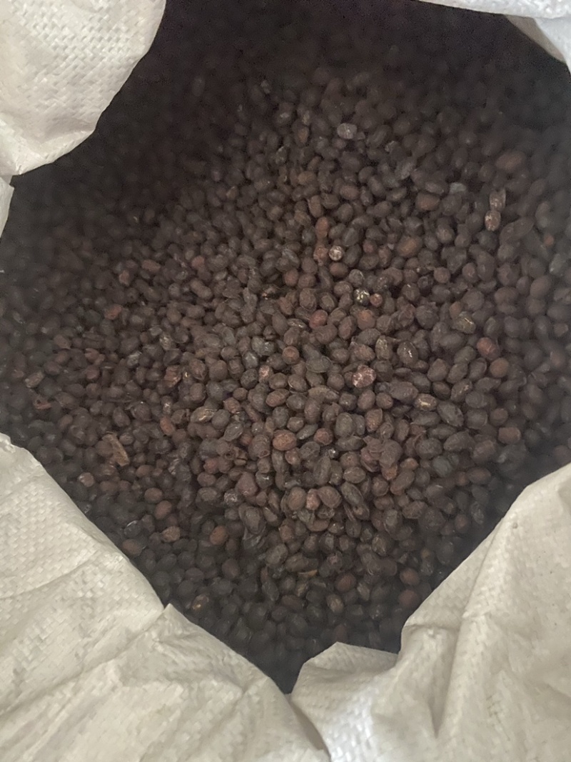 豆豉货干无杂中药材豆豉一件代发
