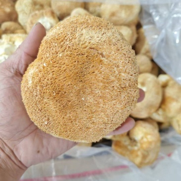 猴头菇大量上市，产地直发，品质保证，服务周到，诚信经营