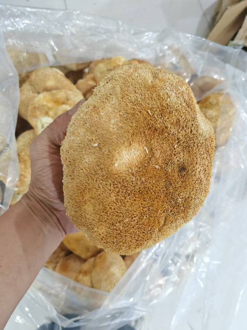 猴头菇大量上市，产地直发，品质保证，服务周到，诚信经营