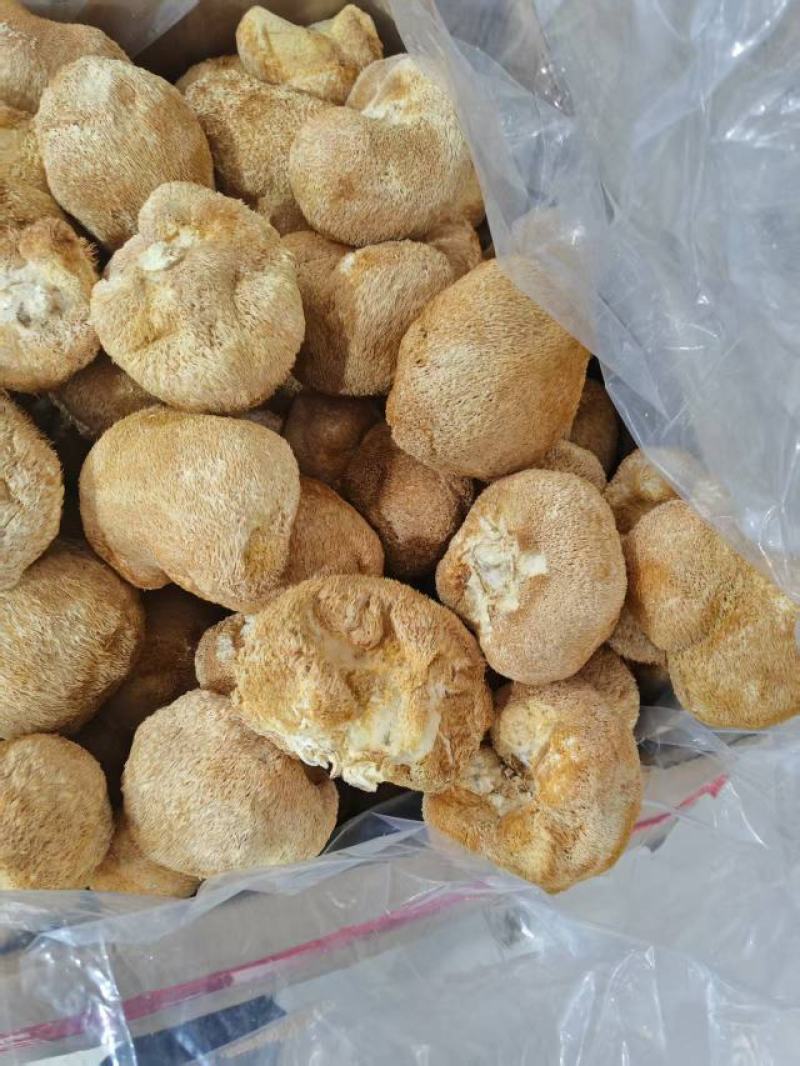 猴头菇大量上市，产地直发，品质保证，服务周到，诚信经营