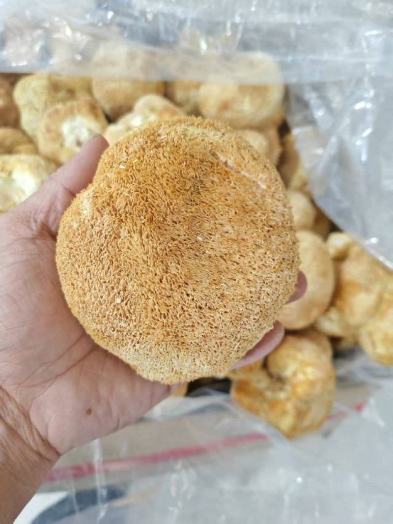 猴头菇大量上市，产地直发，品质保证，服务周到，诚信经营